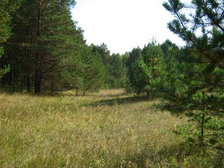 Сосняк (Дмитрий Зонов)