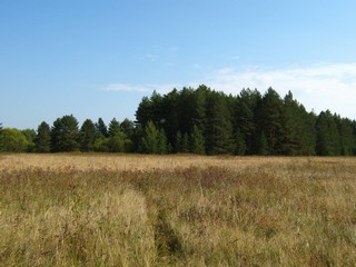 Пойменный сосняк (Дмитрий Зонов)