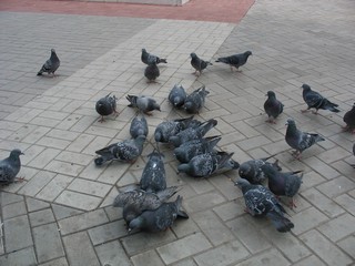 Йошкар-Ола. Бульвар победы (он же Чавайна). Голуби. 2009 г. (Evgeny.Ya)