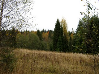 Лес в сторону р.Юрьи, конец сентября (Дмитрий Зонов)