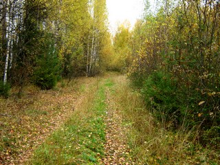 Дорога к Фролам (Дмитрий Зонов)