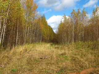 Заброшенная дорога на Сырчины-Ложкари. (Дмитрий Зонов)