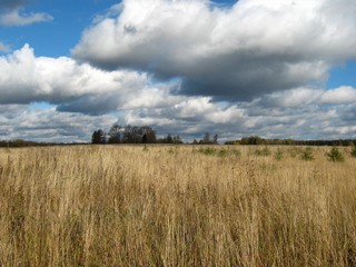 Октябрь. Тополя д.Сырчины (Дмитрий Зонов)