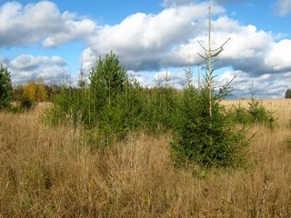Молодые елочки (Дмитрий Зонов)