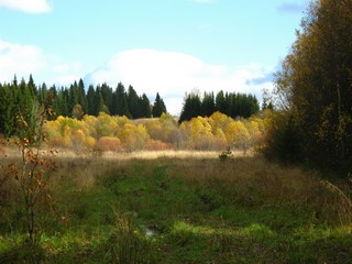 Золотые ивы октября (Дмитрий Зонов)