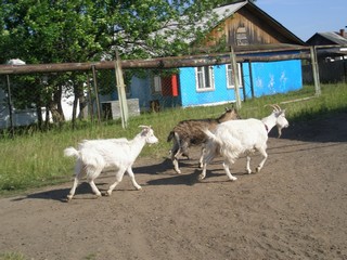 Около ДШИ №2 (Пеккалайнен)