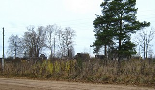 Лышное. Тополя. (Дмитрий Зонов)