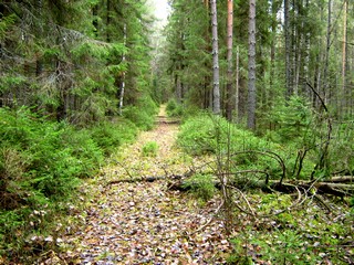 Осенняя дорога. (Дмитрий Зонов)