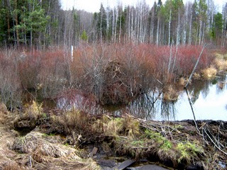 Плотина и хатка бобра (Дмитрий Зонов)