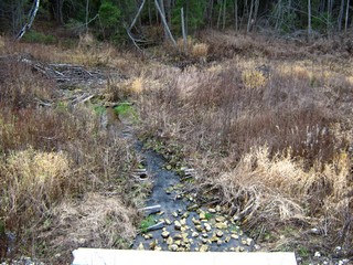 Ручей, на запад (Дмитрий Зонов)