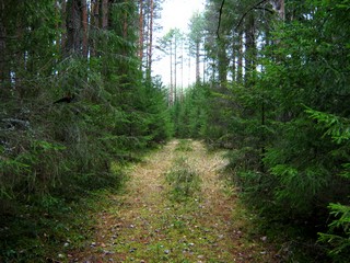 Лесная дорога к д.Замятины (Дмитрий Зонов)