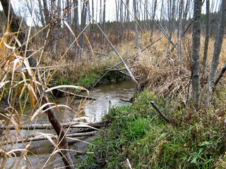 Безымянный ручей у д.Зяблец (Дмитрий Зонов)