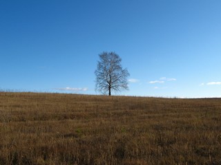 Одинокая берёзка (Дмитрий Зонов)