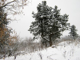 Кедр на Городище (Дмитрий Зонов)