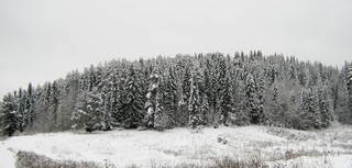Лес у п.Первомайский в ноябре (Дмитрий Зонов)