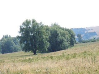 Просто ивы. (Vadim Pozdeyev)