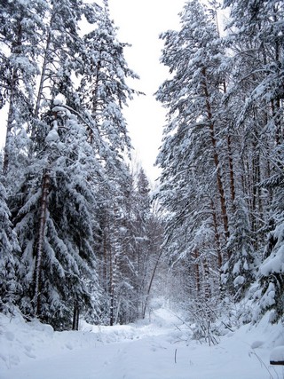 Глазов. 2010.01.01. Лес у дома отдыха =Чепца= (_art)