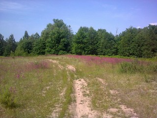 while ivan-tea blossoms (viktor drobot)