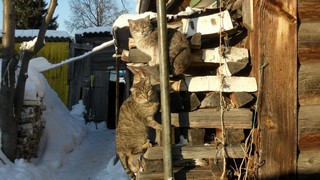 Тигры (Максим Щербаков)