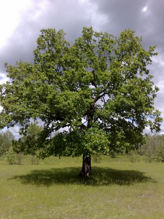 Кокшамары. Дубовая роща. 2008 год. (Максим Щербаков)