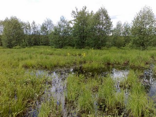 Кокшамары. Дубовая роща. 2008 год. (Максим Щербаков)