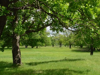 Кокшамары. Дубовая роща. 2008 год. (Максим Щербаков)
