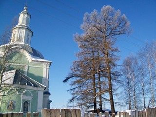 Старинные лиственницы, с.Волково (Дмитрий Зонов)