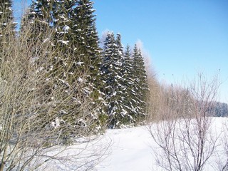 Южная опушка у Ромашинцев (Дмитрий Зонов)