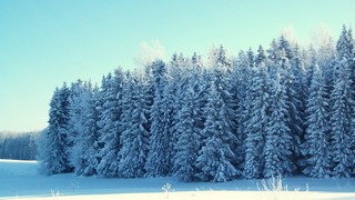 Волгорянский Угор, северная опушка (Дмитрий Зонов)
