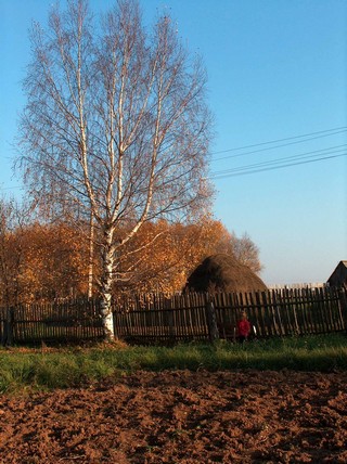 Белая Берёза, поэтический символ России . . . (Ivan Buzmakov)