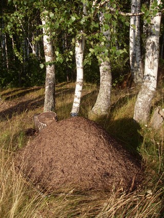 anthill (zaliPar)