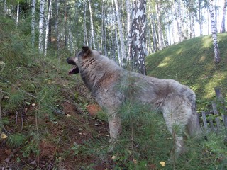 собачкамс (zaliPar)