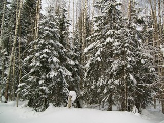 Февральский лес у ЛЭП (Дмитрий Зонов)