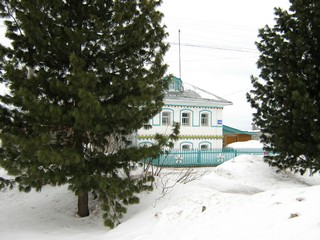 Кедры в с.Русском (Дмитрий Зонов)