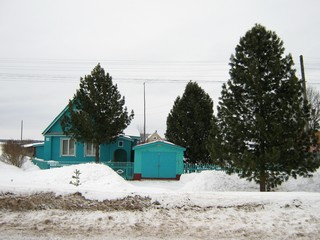 Кедры в с.Русском (Дмитрий Зонов)