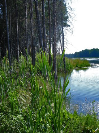 Рябовские пруды (Andreev Kostyan)