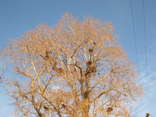 Апрель. Грачи прилетели! (Дмитрий Зонов)
