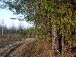 у леса//near the forest (viktor drobot)