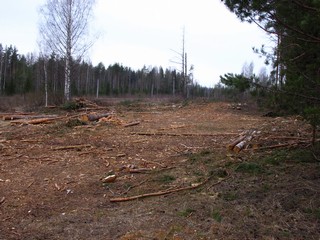Вырубка у железной дороги (Дмитрий Зонов)