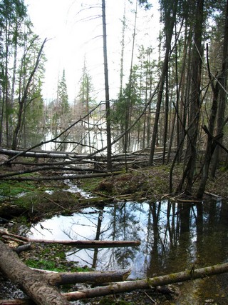 Безымянное озеро на обрыве Вятки у с.Петропавловское (Максим Баранов)
