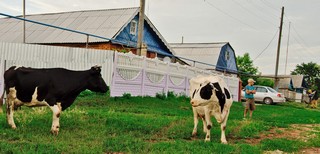 д. Венета (Ilia Chirkov)