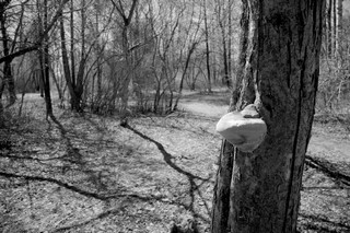 Garden paths. Тропинки сквера. (My roads and trails)
