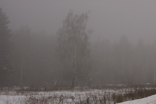 Донауровский лес (Evgeny Golovach)