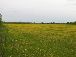 Буйство одуванчиков. (ua4nhq)
