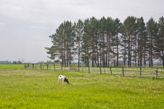У околицы... д Верхняя Иж-Бобья (v-prohorov)