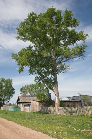 Старый тополь в д Верхняя Иж-Бобья (v-prohorov)