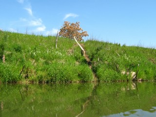 Проделки бобра - лесного вредителя (Дмитрий Зонов)
