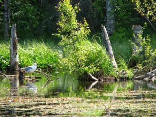 Насиженное место (ua4nhq)