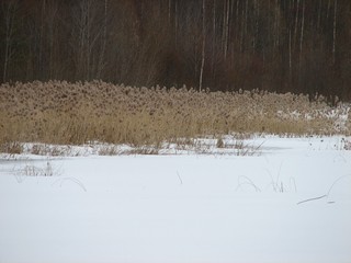 Берега пруда в марте (ua4nhq)