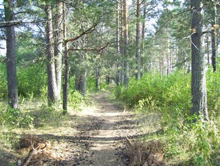 Тропинка (Владимир Пестов)